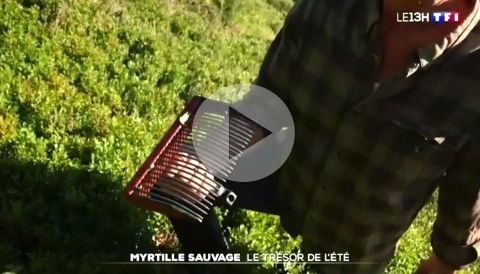 Association La Myrtille Sauvage d'Ardèche - Myrtille Ardèche